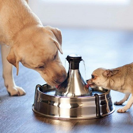 Fontaine Drinkwell Inox 360° 3.8L, chat, chien