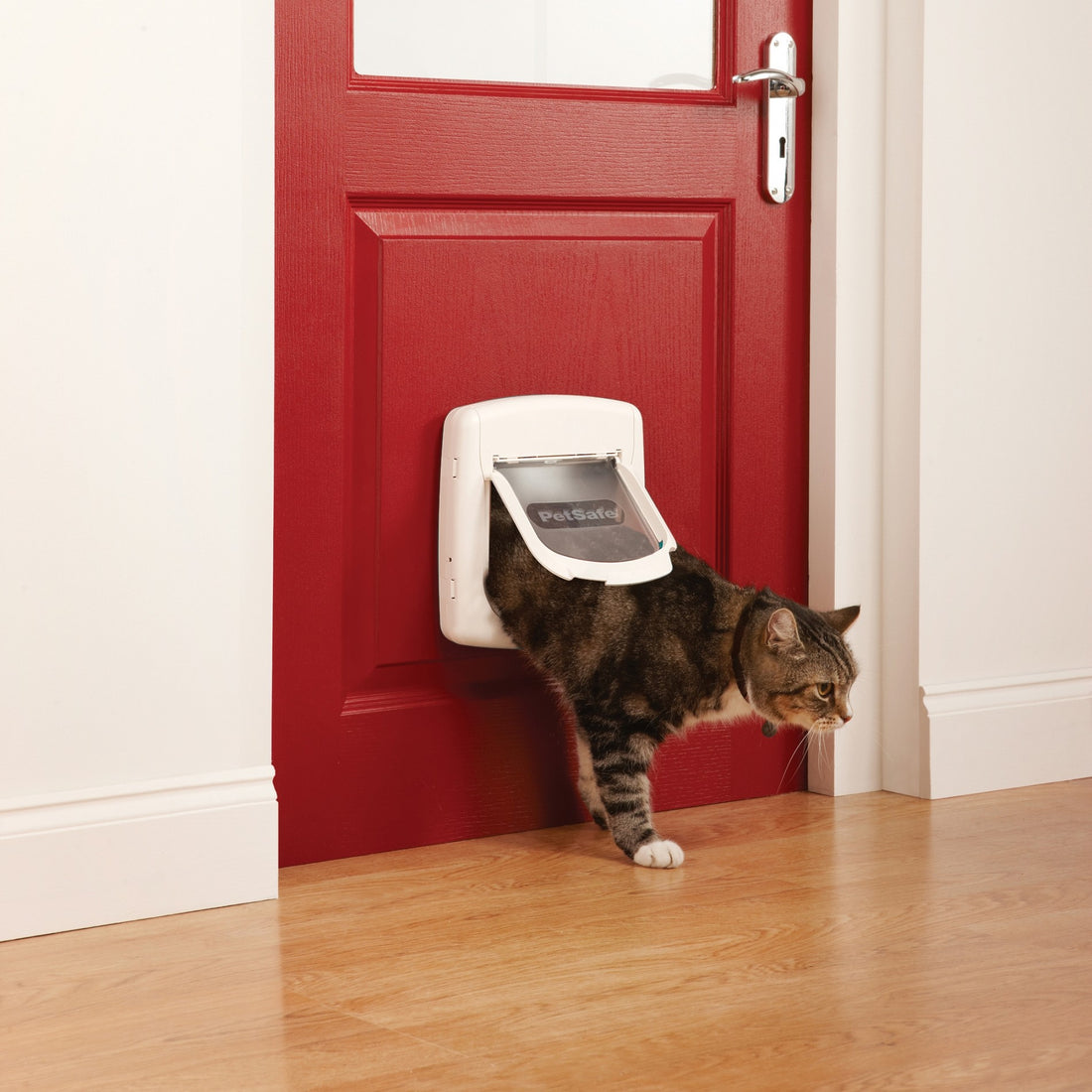 Chatière magnétique Staywell® Deluxe chat, petit chien