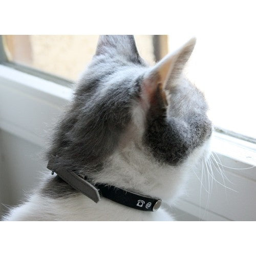 Collier porte-adresse réfléchissant chat, chien