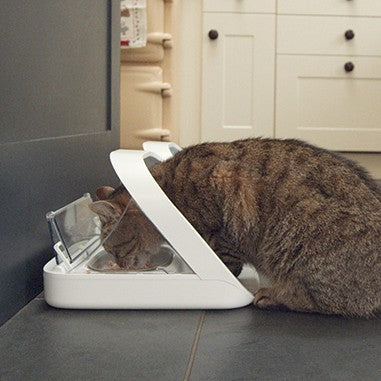Distributeur électronique SureFeed - chat, chien