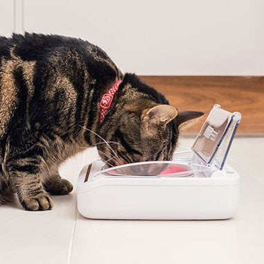 Gamelle hermétique chien, chat