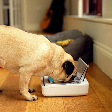 Gamelle hermétique chien, chat