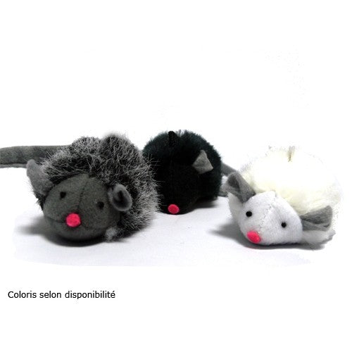 Souris couinante chat