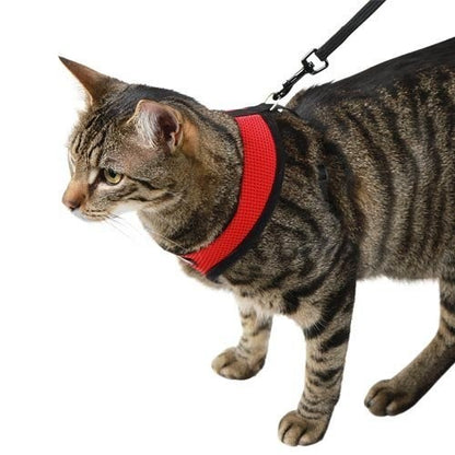 Harnais et laisse Active chat