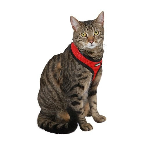 Harnais et laisse Active chat