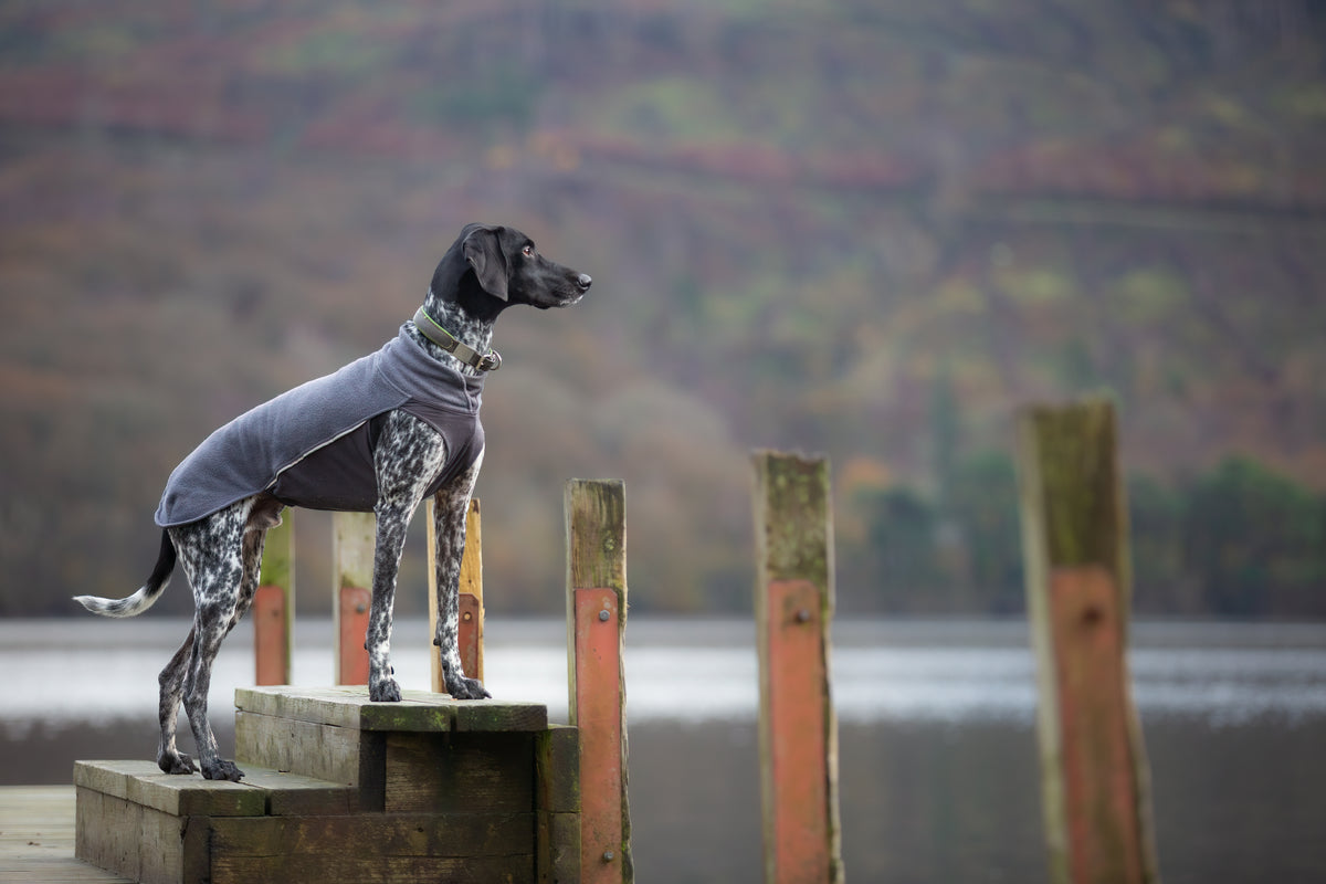 Pomppa Jumppa Graphite - manteau polaire chien