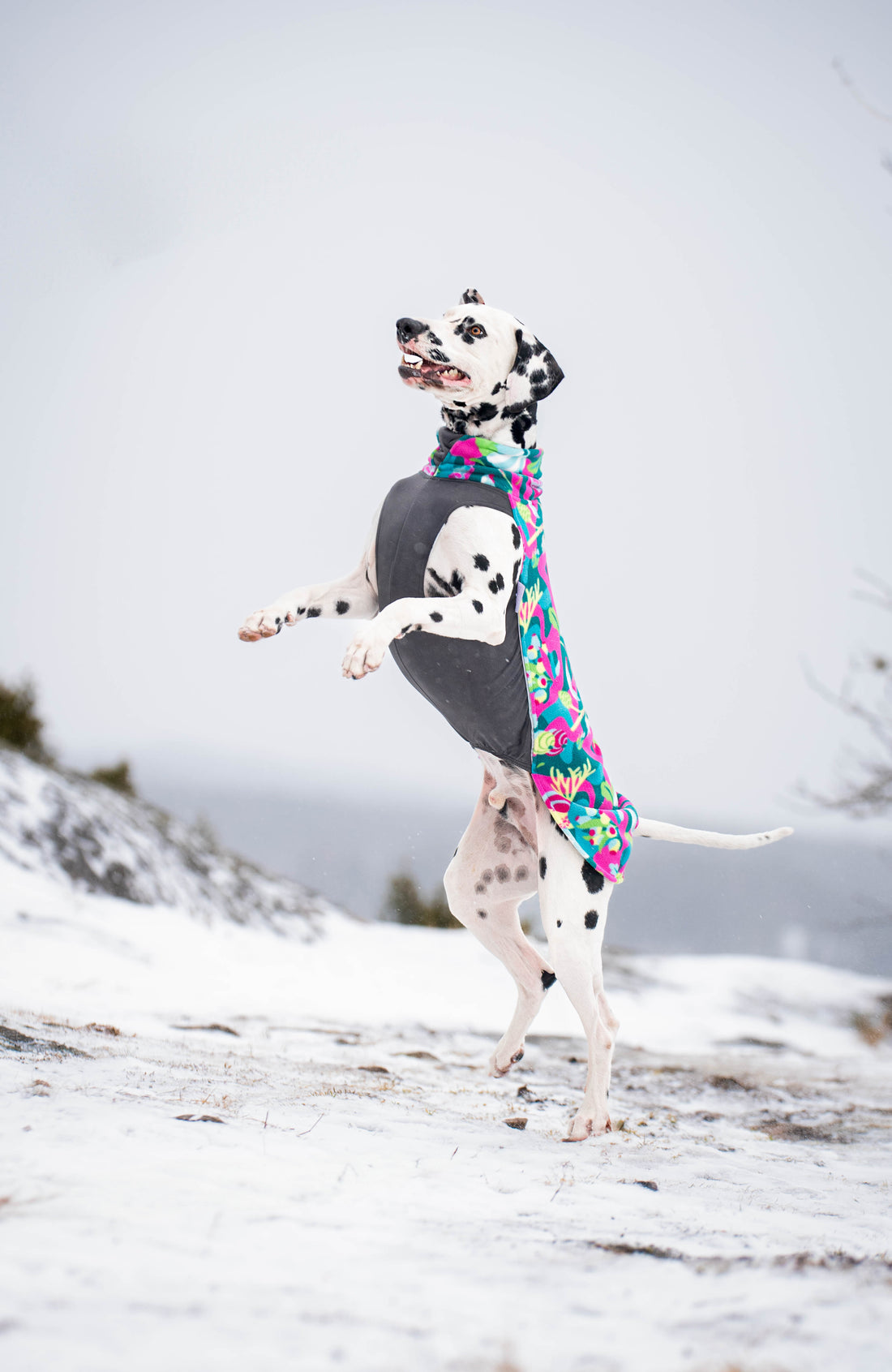 Pomppa Jumppa Trail manteau polaire chien
