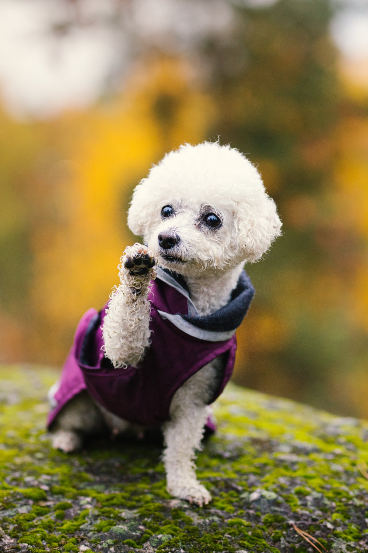 Pomppa Kevyt Plum manteau imperméable chien