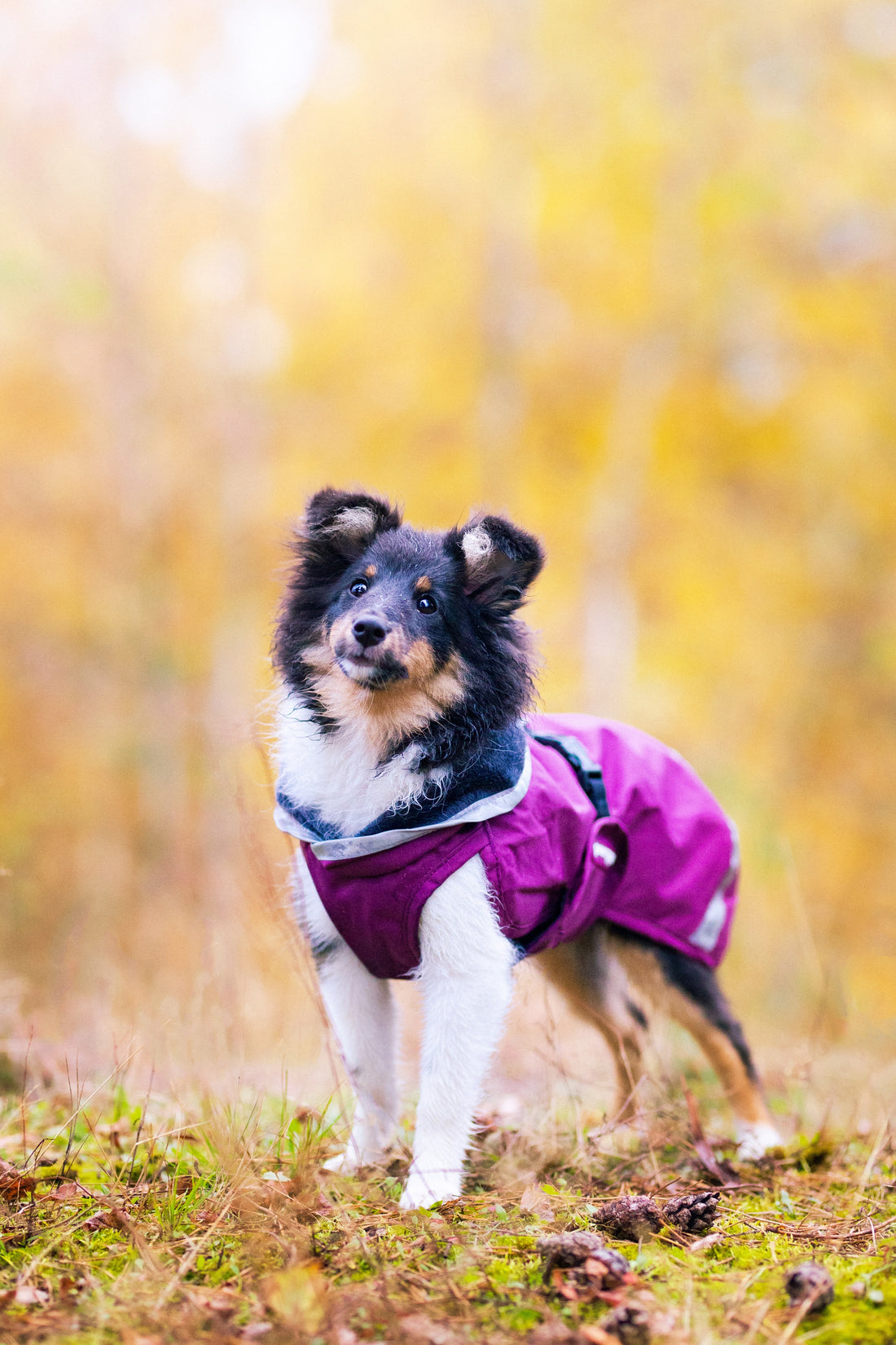 Pomppa Kevyt Plum manteau imperméable chien