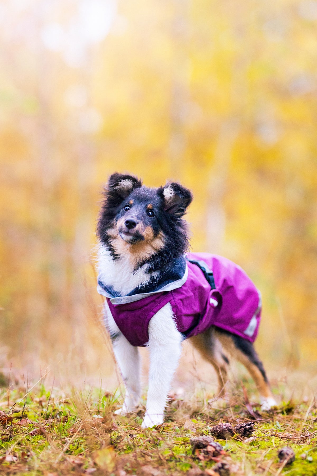 Pomppa Kevyt Plum manteau imperméable chien