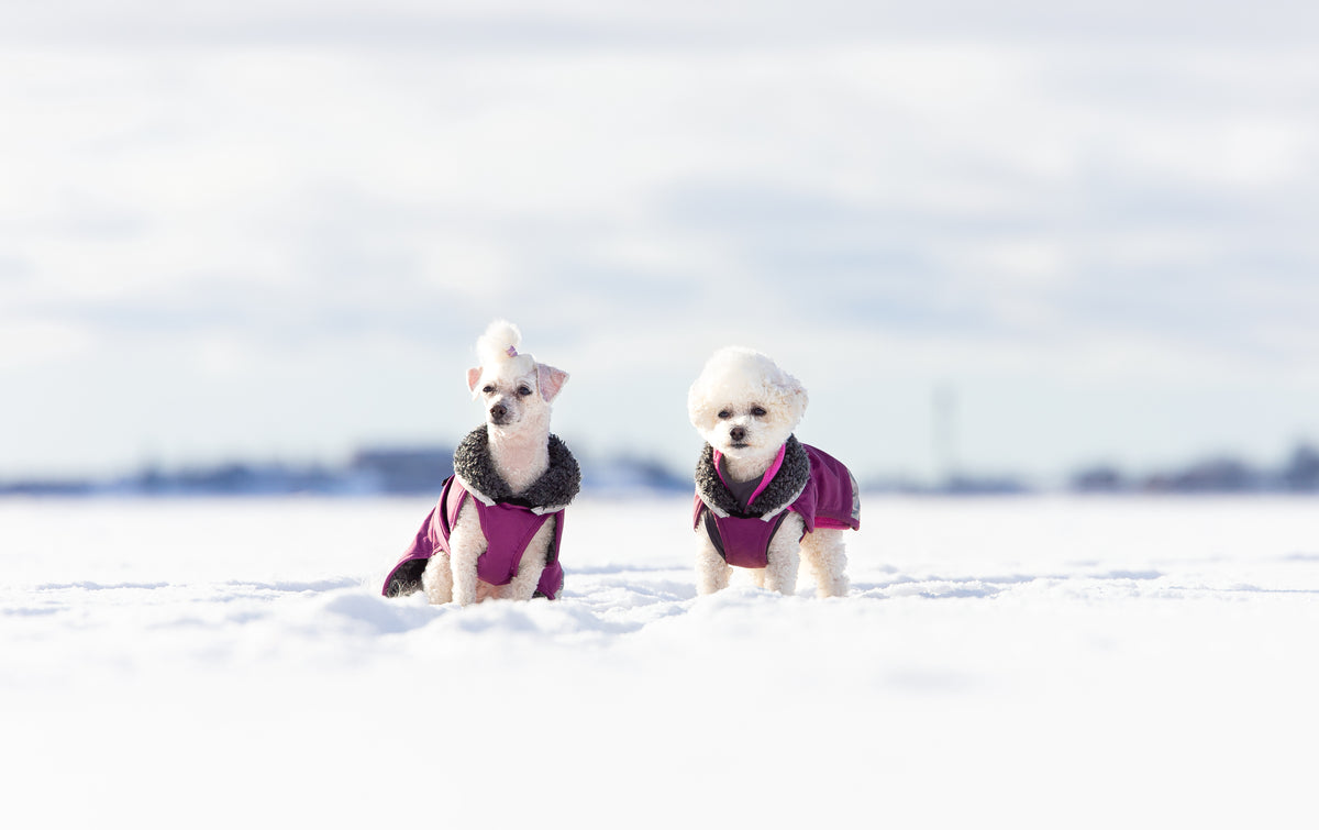 Pomppa Perus manteau imperméable pour chien Plum