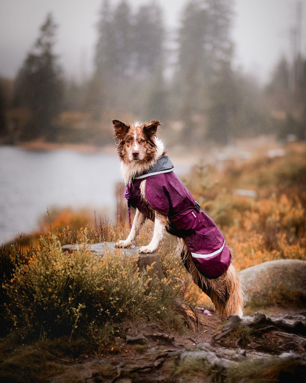 Pomppa Sade Plum manteau imperméable chien