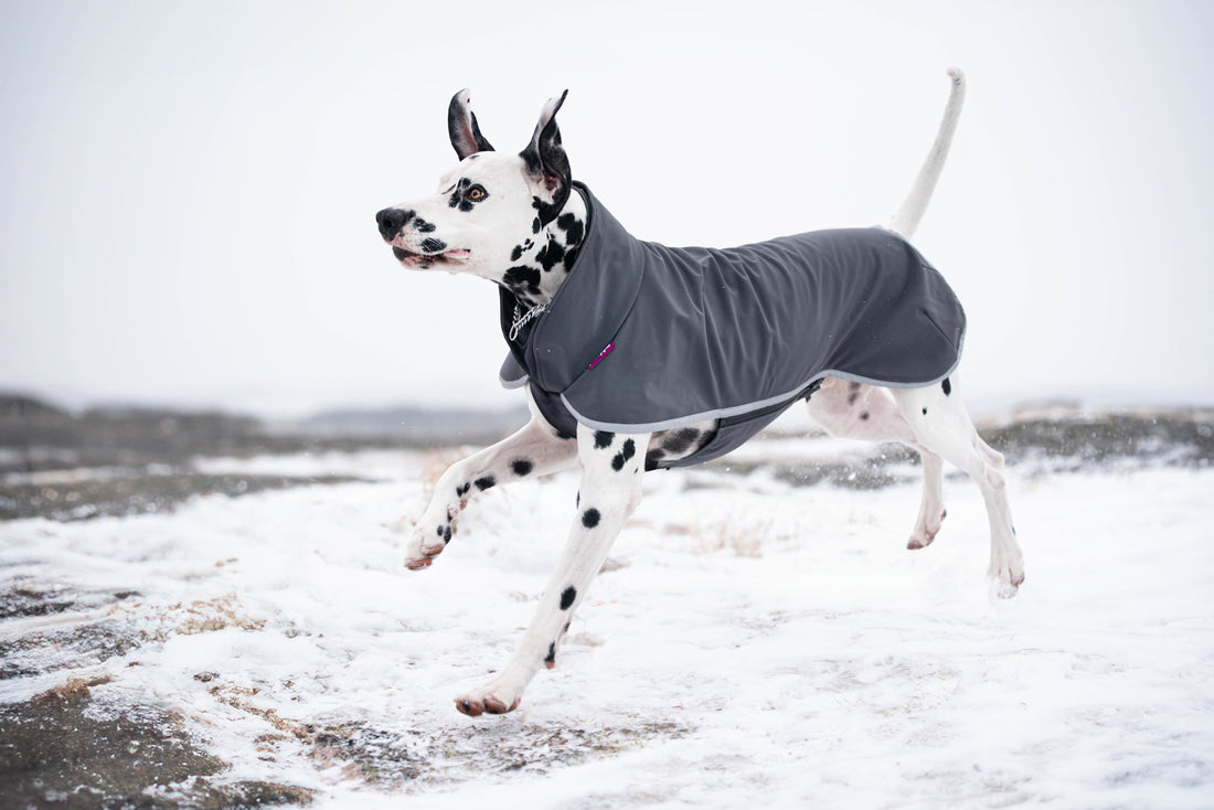 Pomppa Sportti Graphite manteau imperméable et chaud - chien