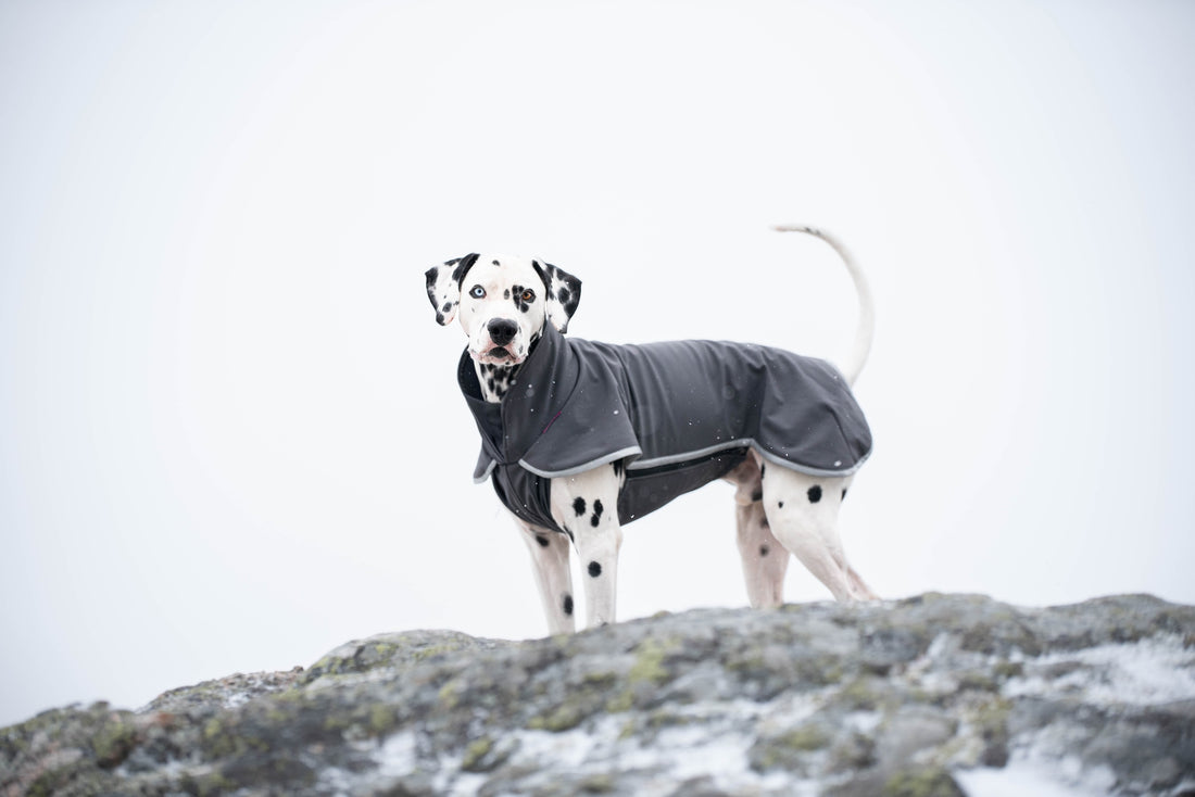 Pomppa Sportti Graphite manteau imperméable et chaud - chien