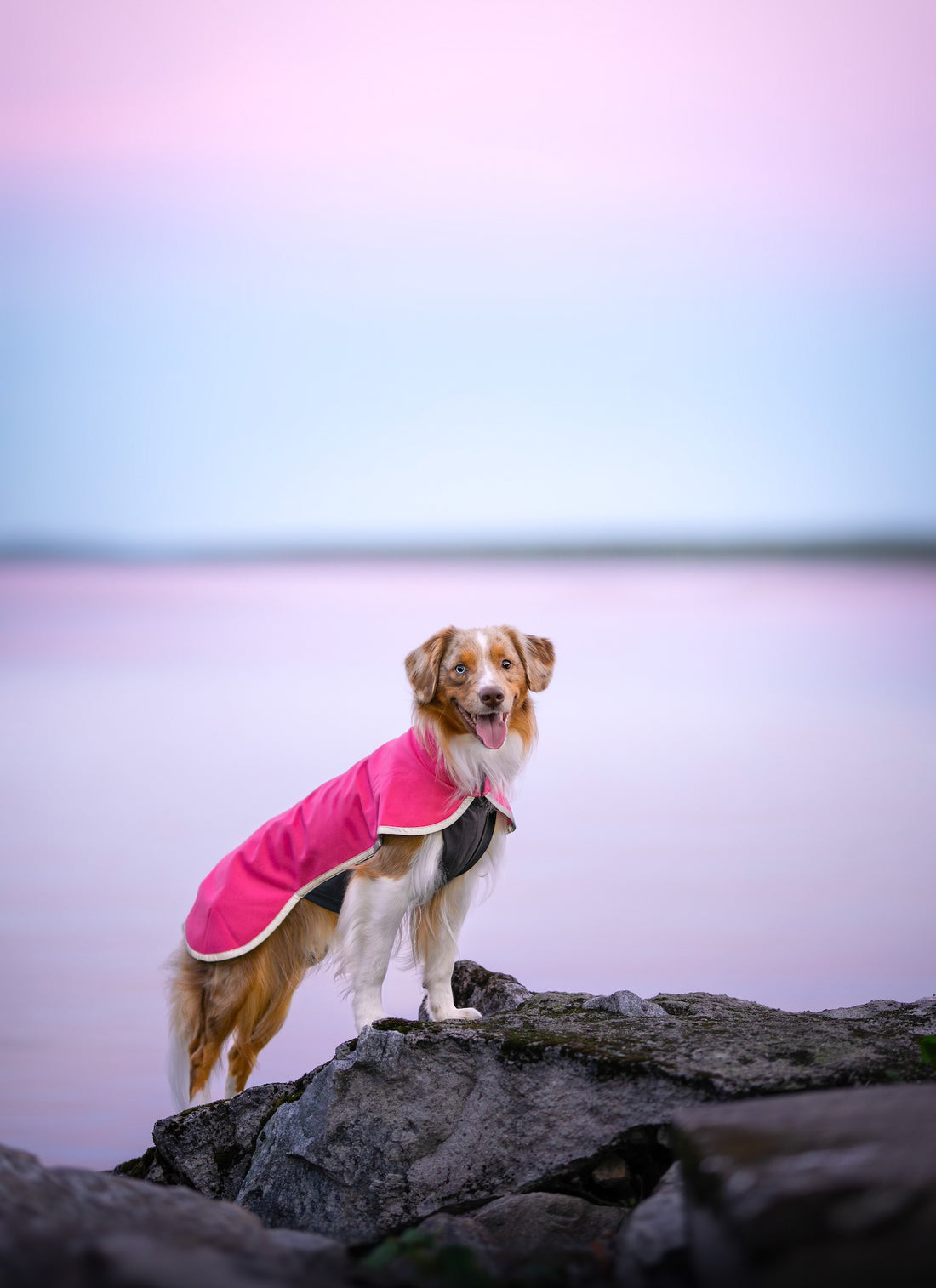 Pomppa Sportti Pink - manteau imperméable et chaud chien