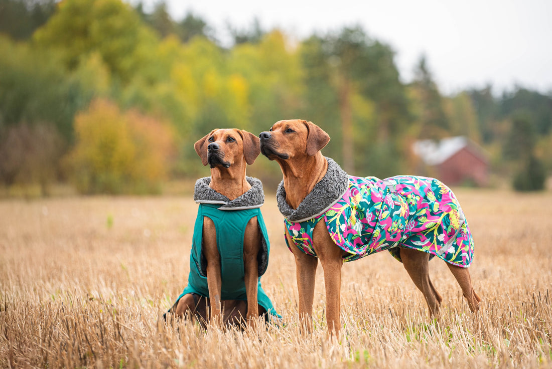 Pomppa Toppa Kartta manteau imperméable doublé chien