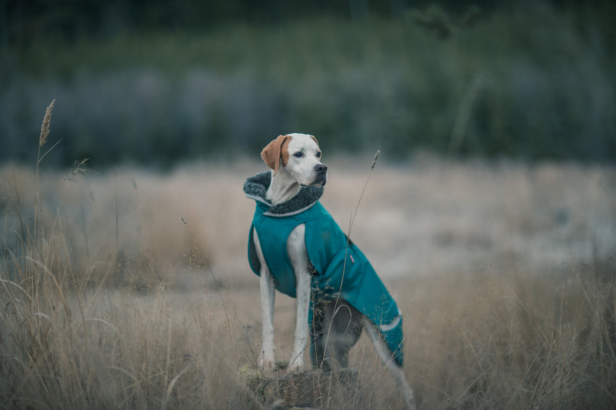Pomppa Toppa Petrol manteau imperméable doublé chien