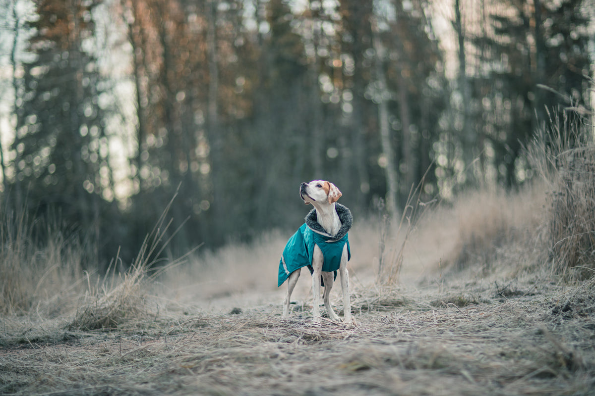 Pomppa Toppa Petrol manteau imperméable doublé chien