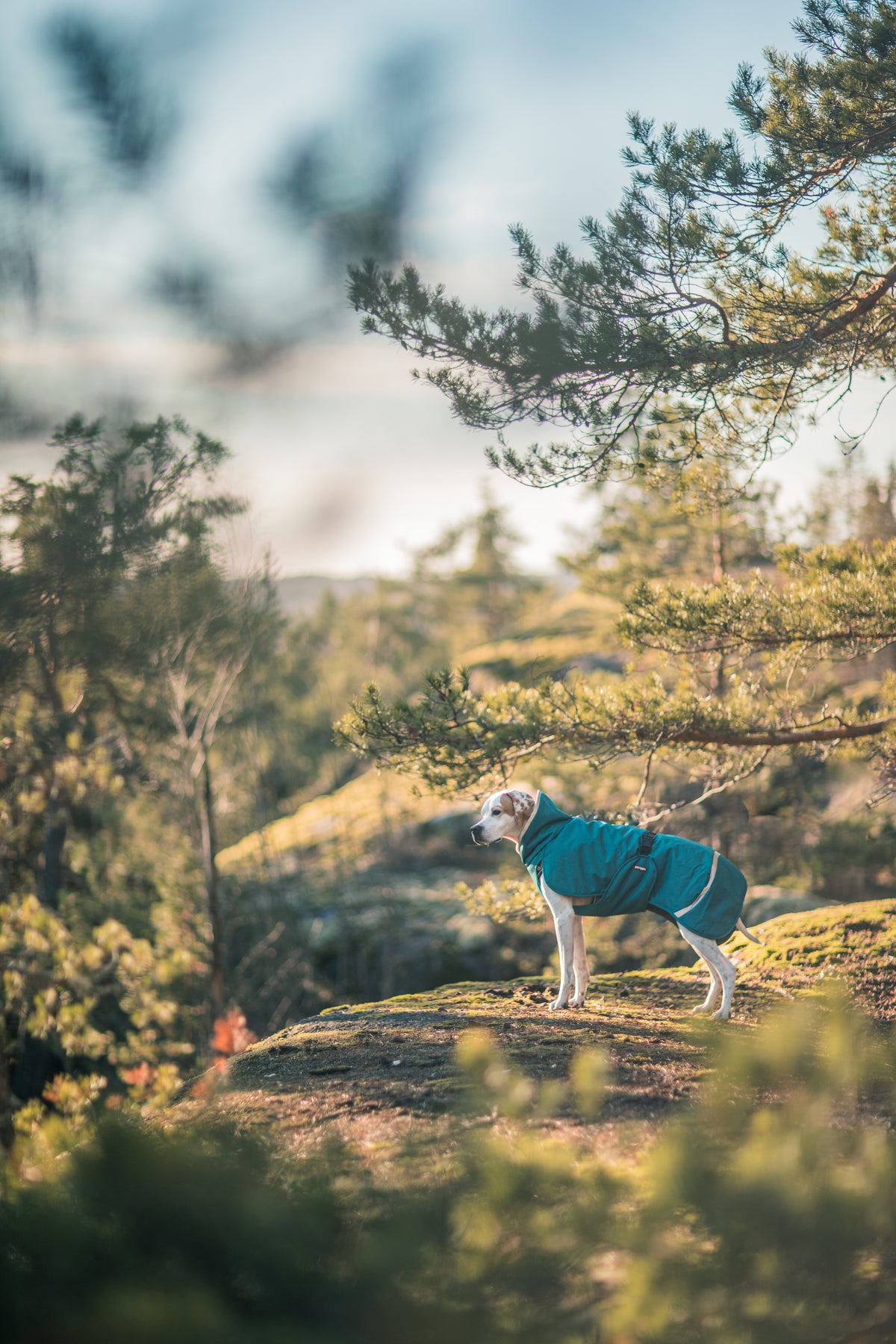 Pomppa Toppa Petrol manteau imperméable doublé chien