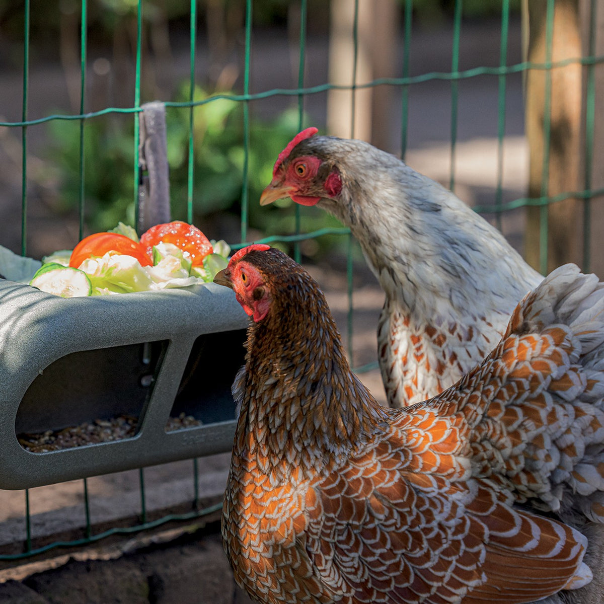 Mangeoire à fixer poules
