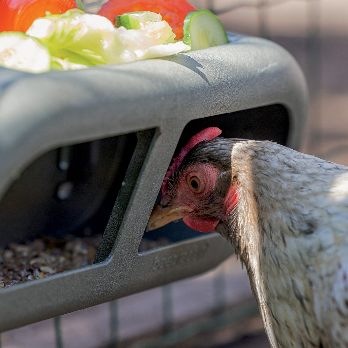 Mangeoire à fixer poules