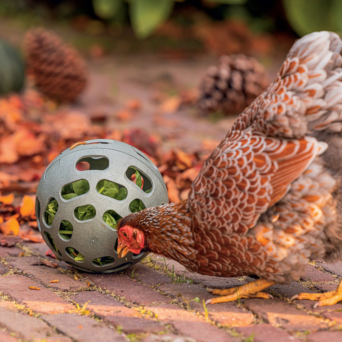 Balle distributrice poules