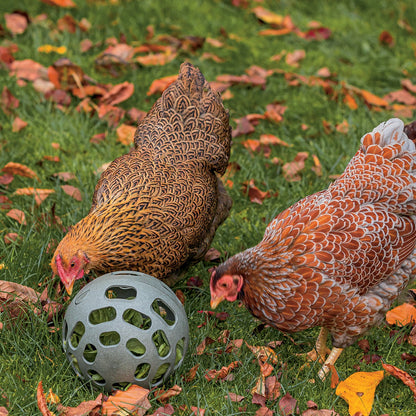 Balle distributrice poules