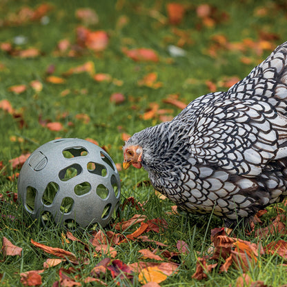 Balle distributrice poules