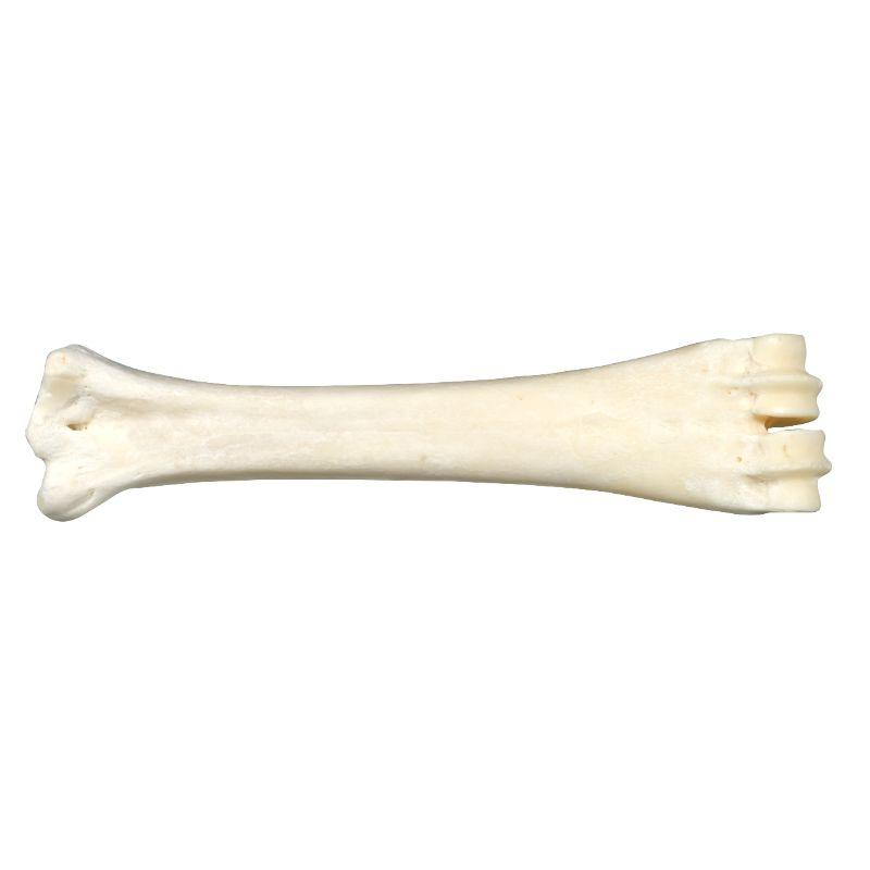 Os au calcium