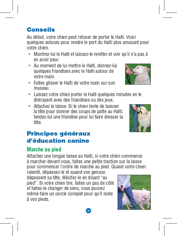 Licol Halti chien