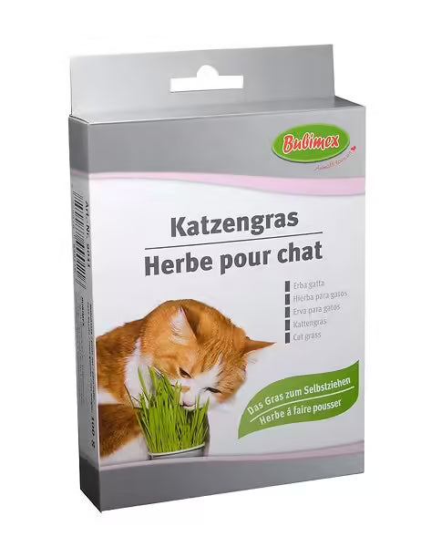 Herbe à chat à brocher 100g