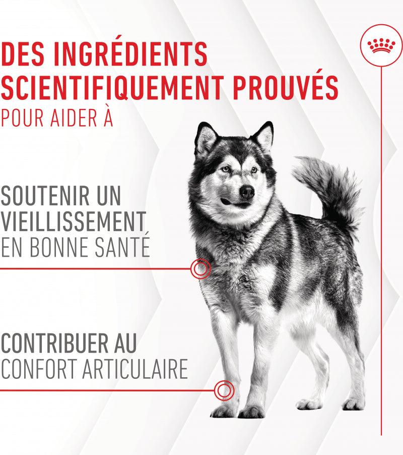 Aliment complémentaire Joint &amp; Ageing Chews pour chien