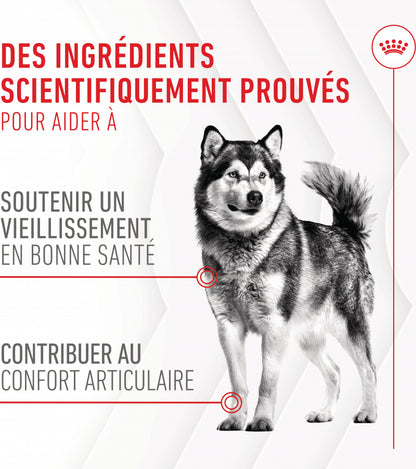 Aliment complémentaire Joint &amp; Ageing Chews pour chien