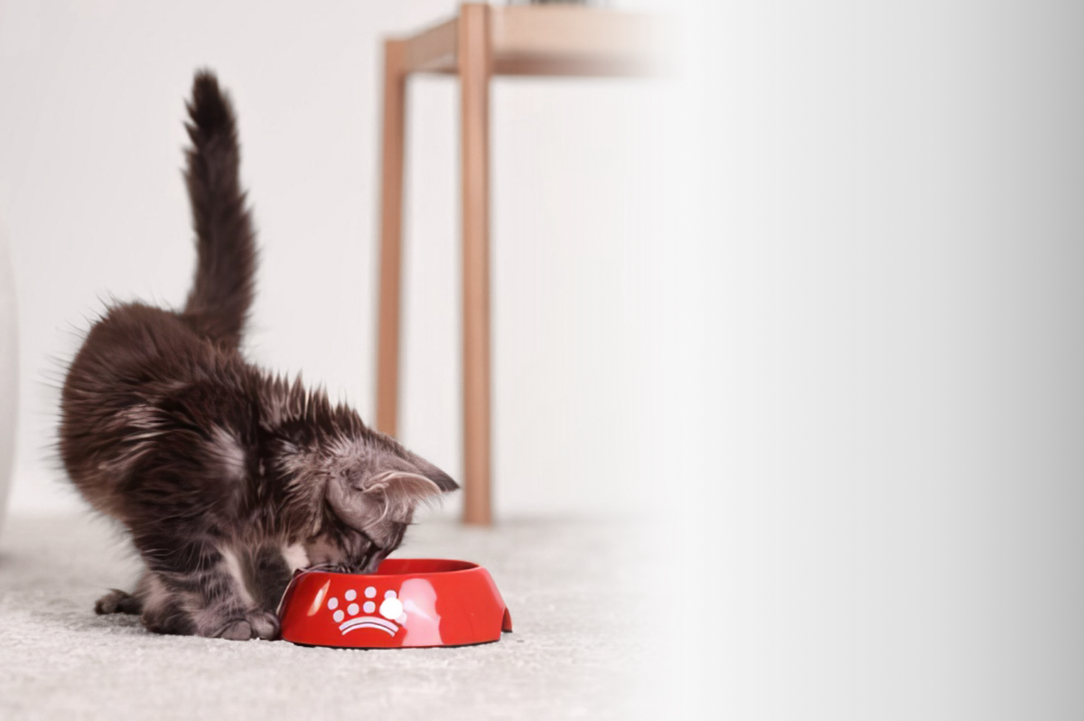 Royal Canin Sterilised 37 - croquettes chat