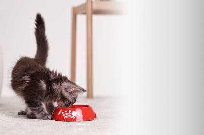 Royal Canin Sterilised 37 - croquettes chat