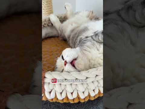 Royal Canin Ageing 11+ - pâtée chat
