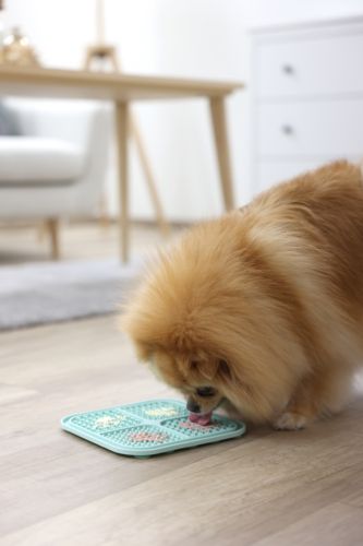 Tapis à lécher turquoise chien, chat